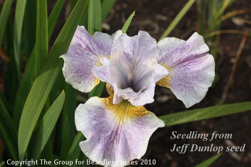 Jeff Sunlop seed sdlg 1.6 (0)